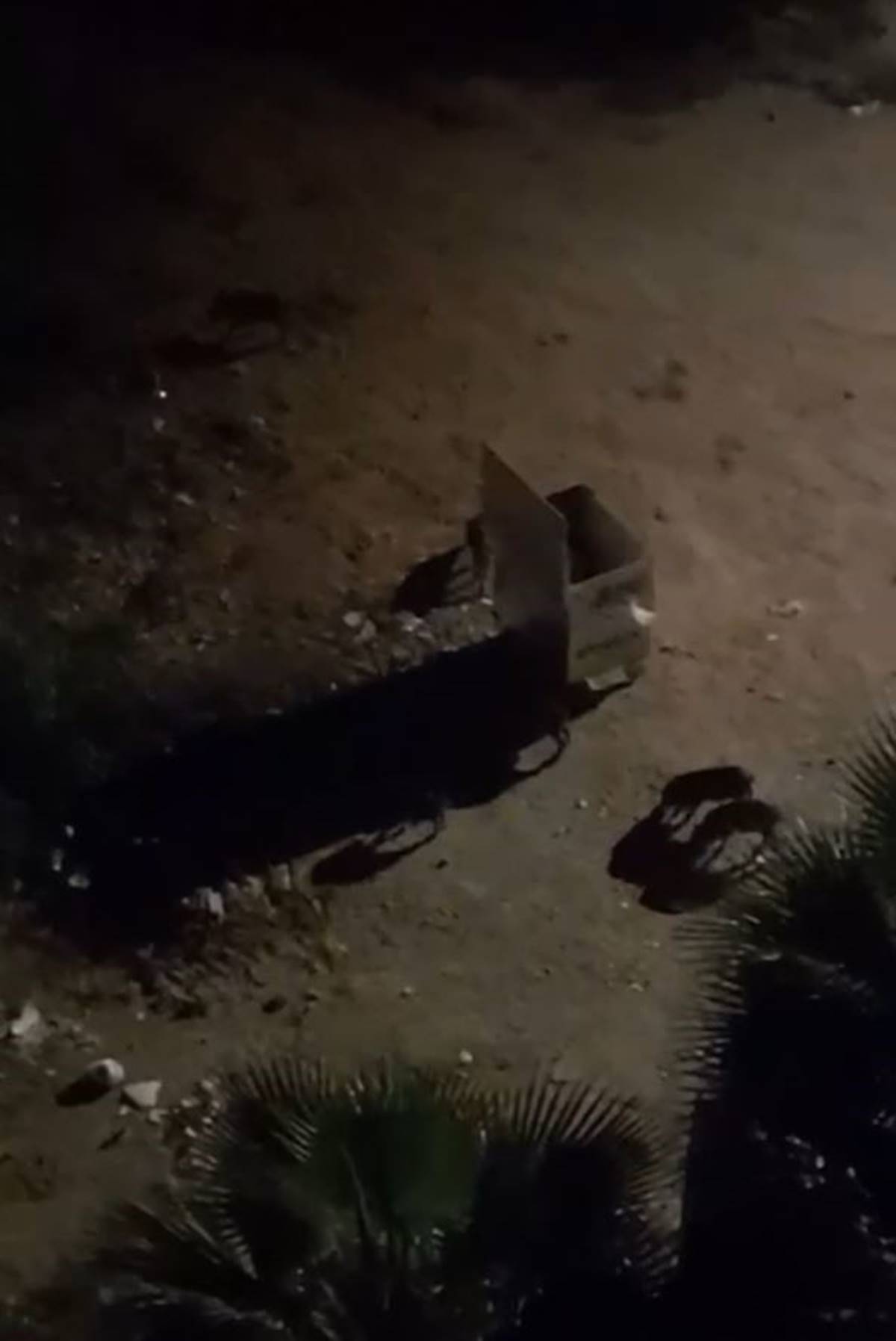 yaban-domuzlari-insanlara-saldirir-mi-zarar-verir-mi-3