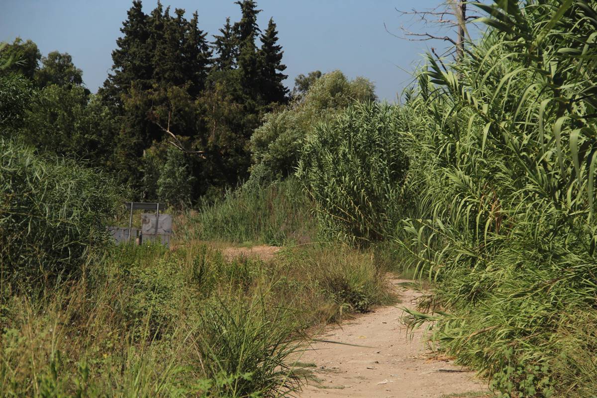 yaban-domuzlari-insanlara-saldirir-mi-zarar-verir-mi-9