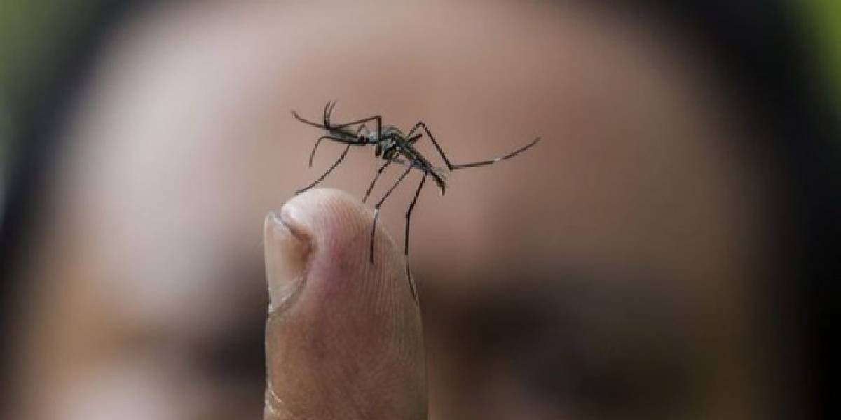 sivrisinek-2.jpg