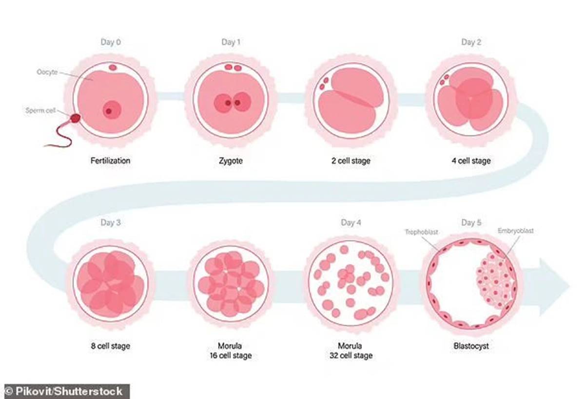 yapay-insan-embriyosu-nedir-ne-ise-yarar-2