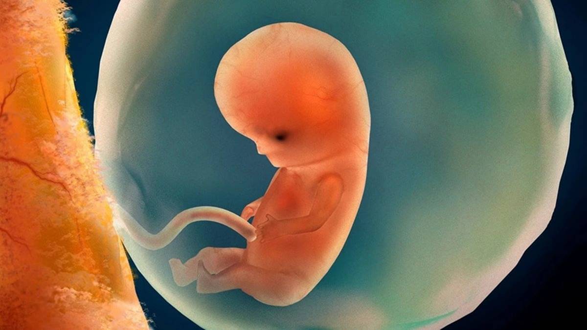 yapay-insan-embriyosu-nedir-ne-ise-yarar-3