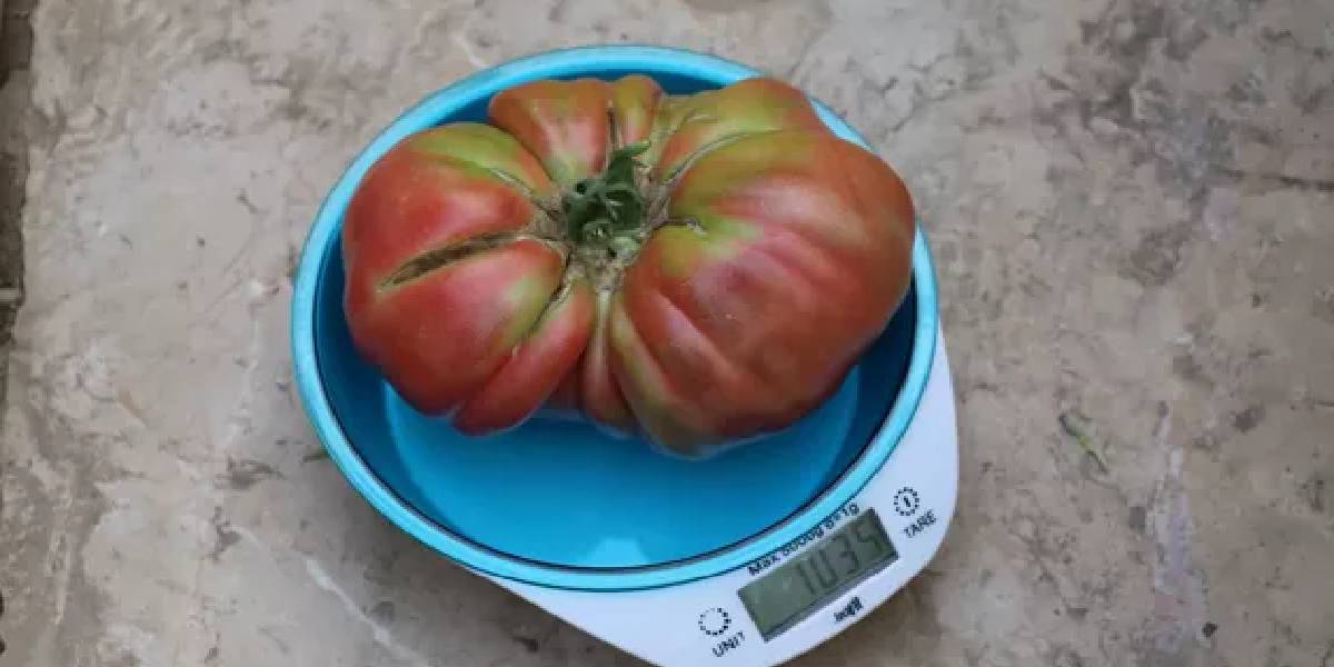 1-kiloluk-domates