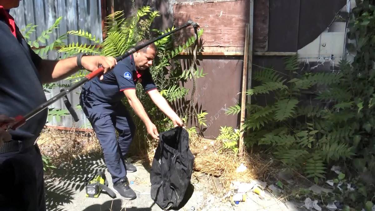 avcilarda-binanin-bahcesindeki-yilani-itfaiye-ekipleri-yakaladi-1