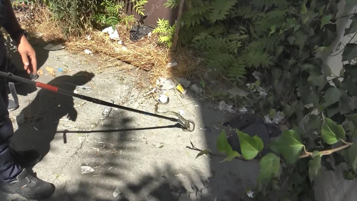 avcilarda-binanin-bahcesindeki-yilani-itfaiye-ekipleri-yakaladi-2