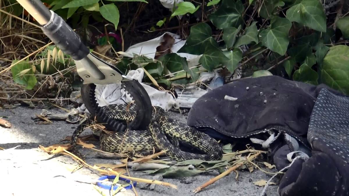 avcilarda-binanin-bahcesindeki-yilani-itfaiye-ekipleri-yakaladi-3