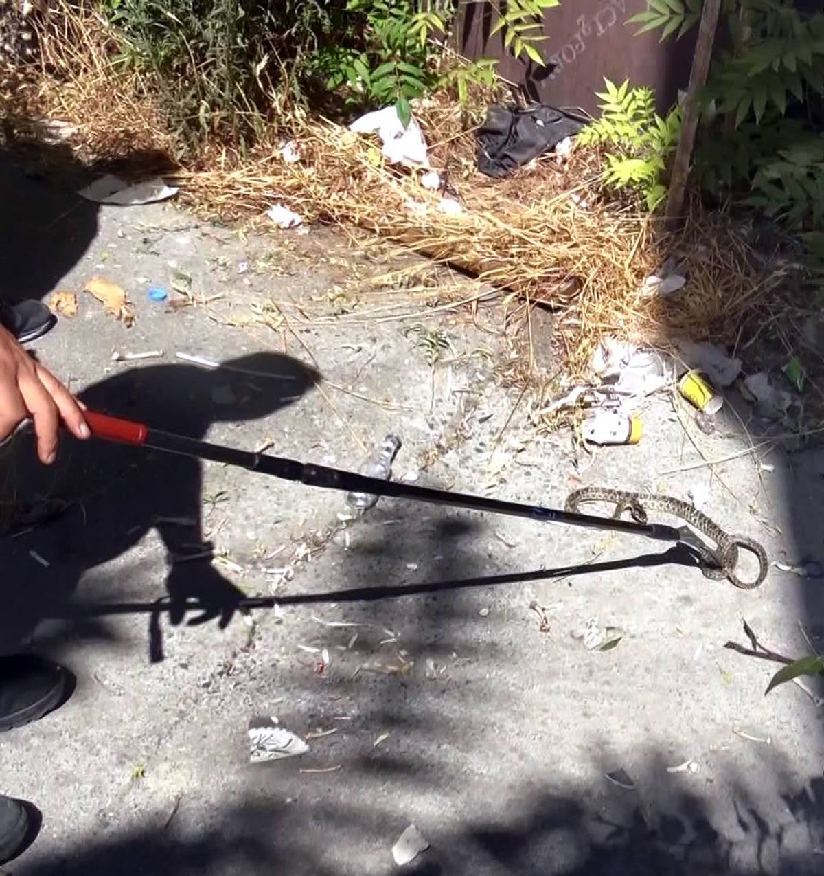 avcilarda-binanin-bahcesindeki-yilani-itfaiye-ekipleri-yakaladi-4