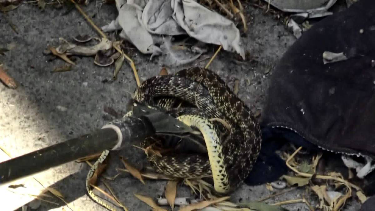 avcilarda-binanin-bahcesindeki-yilani-itfaiye-ekipleri-yakaladi-5