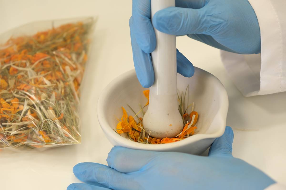 cigdem-cicegi-nedir-faydalari-neler1