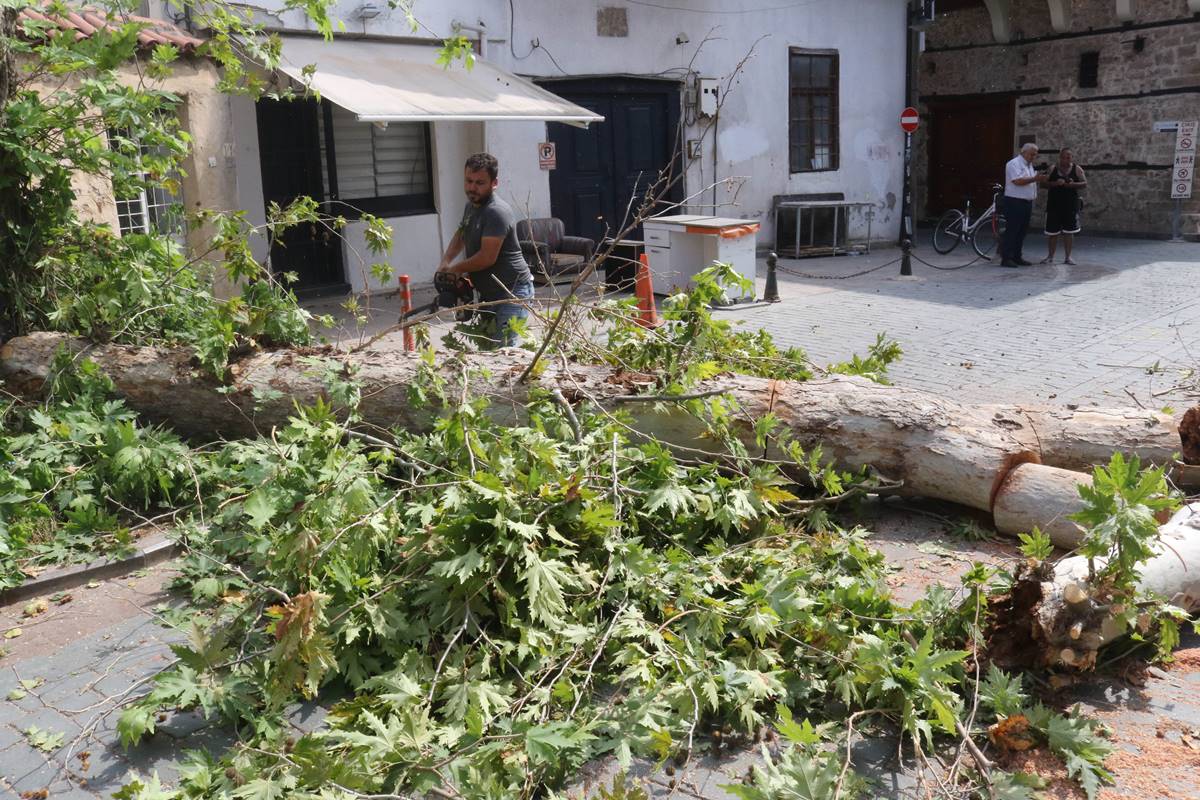 turuncgil-boceginin-curuttugu-agac-devrildi-1