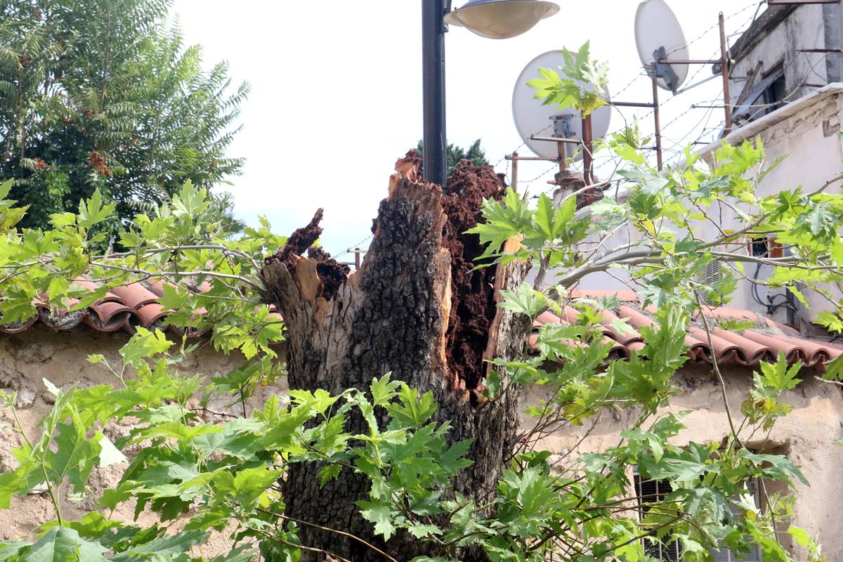 turuncgil-boceginin-curuttugu-agac-devrildi-4