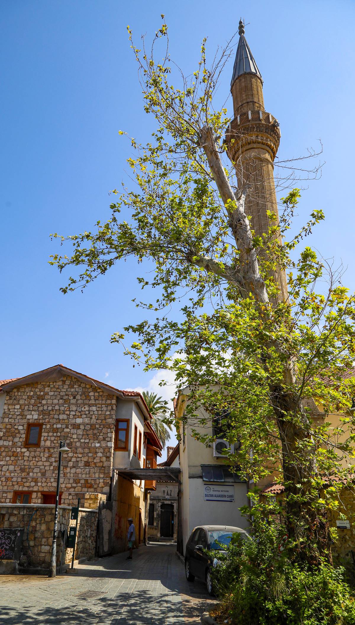 turuncgil-boceginin-curuttugu-agac-devrildi-5