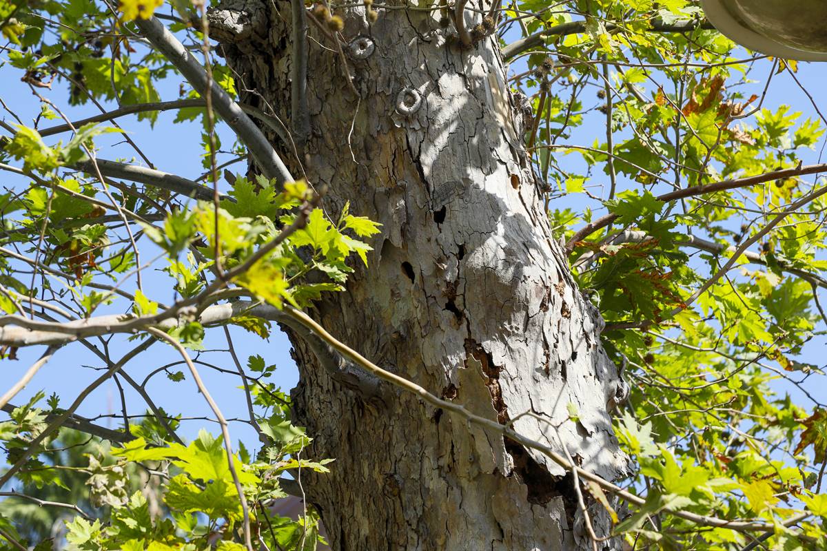 turuncgil-boceginin-curuttugu-agac-devrildi-7