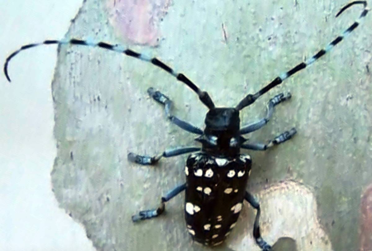 turuncgil-boceginin-curuttugu-agac-devrildi-8