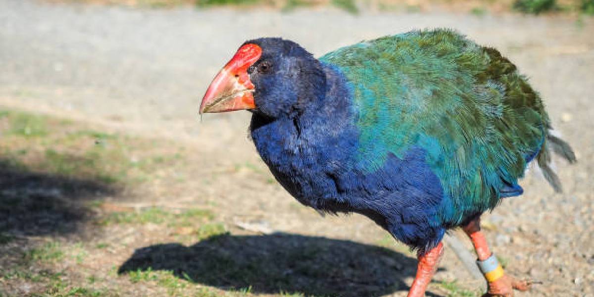 takahe-kusu