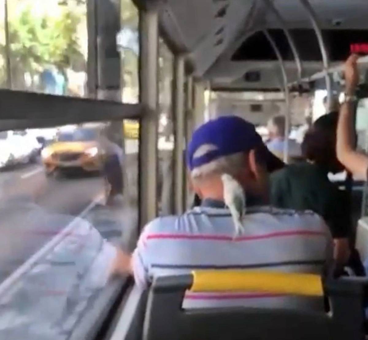 ensesine-konan-muhabbet-kusuyla-boyle-seyahat-etti-1