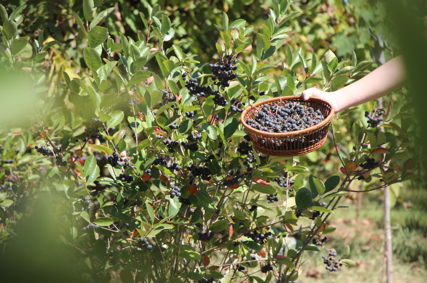 opera-anlik-goruntu-2023-09-16-141224-aa-20230916-32162208-32162206-esinin-sagligi-icin-yetistirmeye-basladigi-aronyada-taleplere-yetisemiyor-jpg