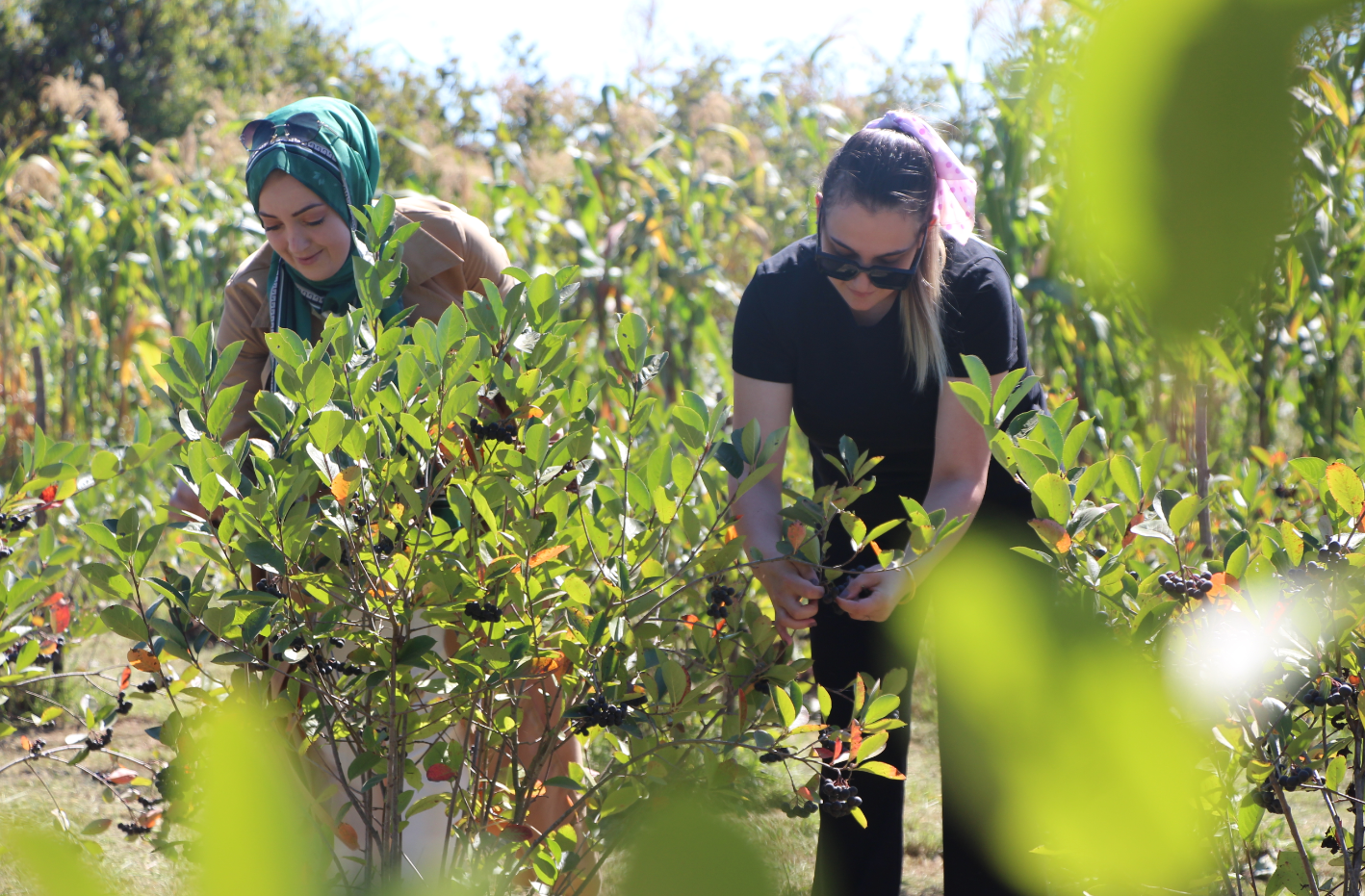 opera-anlik-goruntu-2023-09-16-141235-aa-20230916-32162208-32162205-esinin-sagligi-icin-yetistirmeye-basladigi-aronyada-taleplere-yetisemiyor-jpg