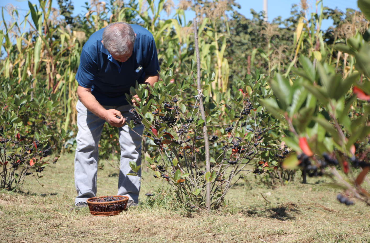 opera-anlik-goruntu-2023-09-16-141249-aa-20230916-32162208-32162204-esinin-sagligi-icin-yetistirmeye-basladigi-aronyada-taleplere-yetisemiyor-jpg