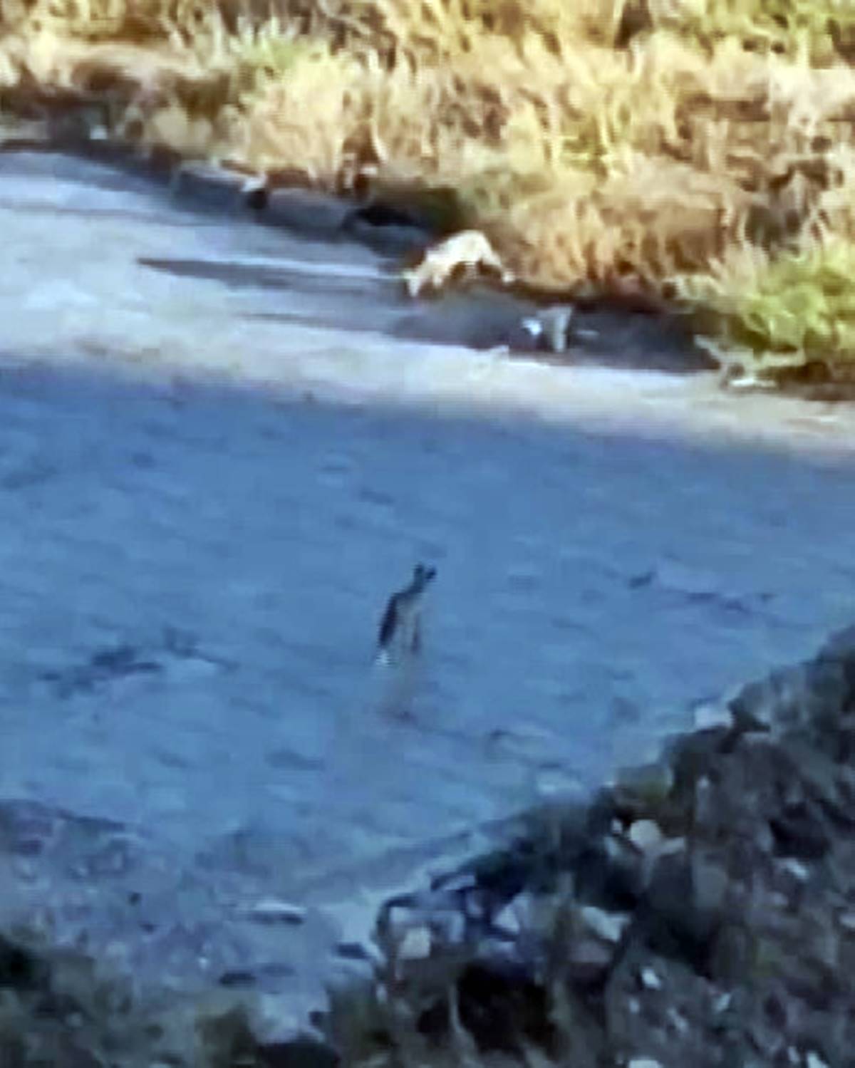 cakallar-kent-merkezine-indi