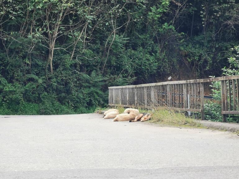 650acda050acca062053826f