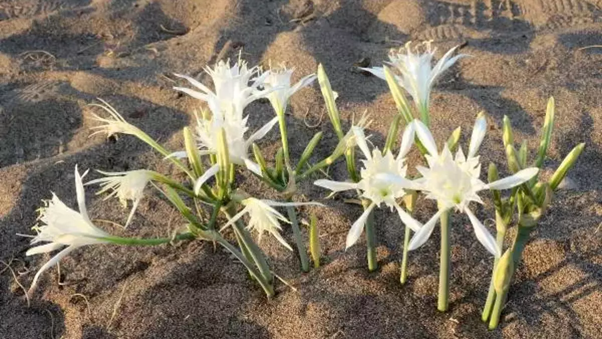 5bb090eceb10bb2430078799