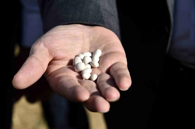 gumushane-de-kuru-fasulye-hasadi-devam-ediyor-16336614-o