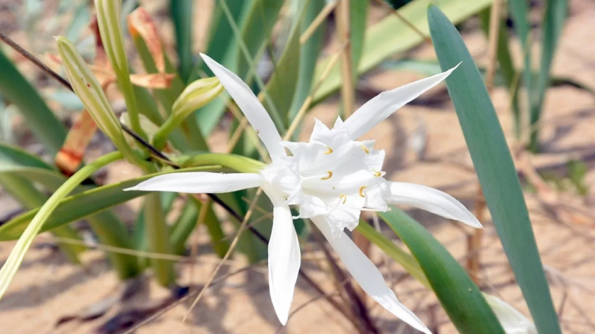 kum-zambagi-1200x675