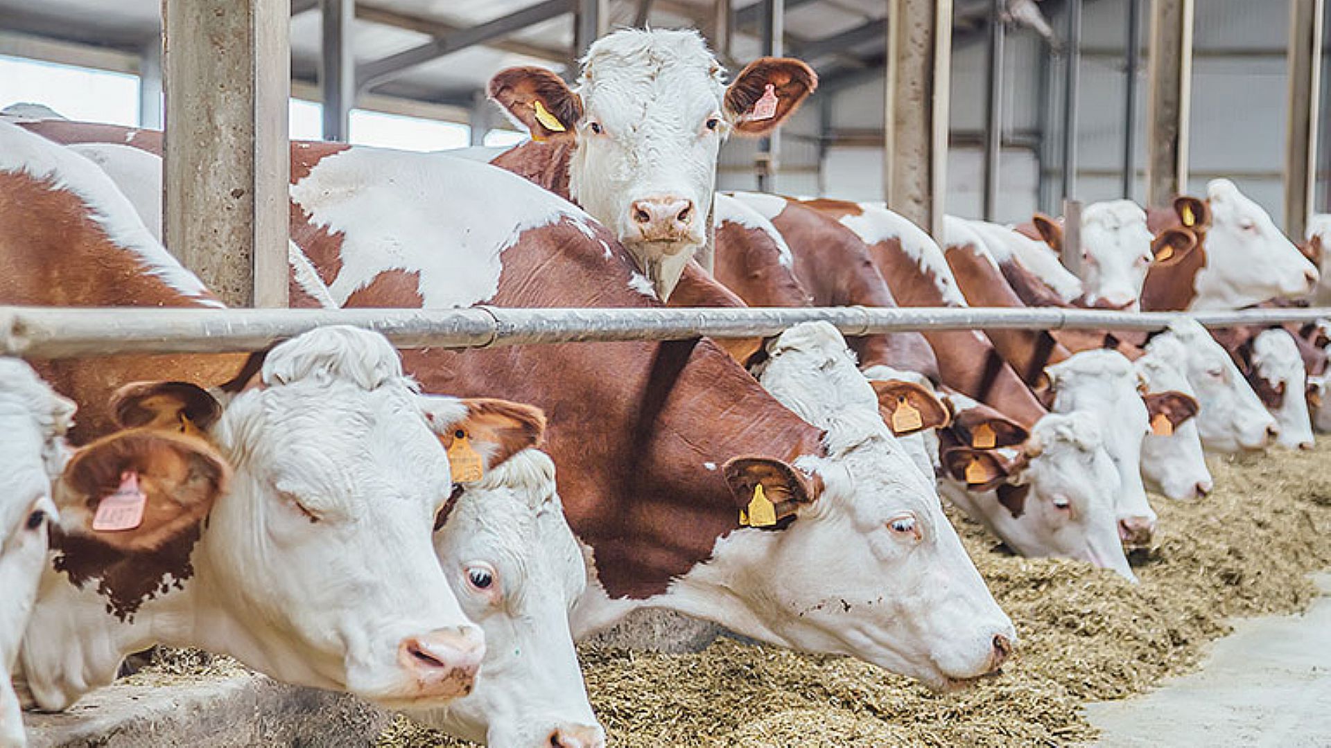 resized-17275525-buyukbashayvan