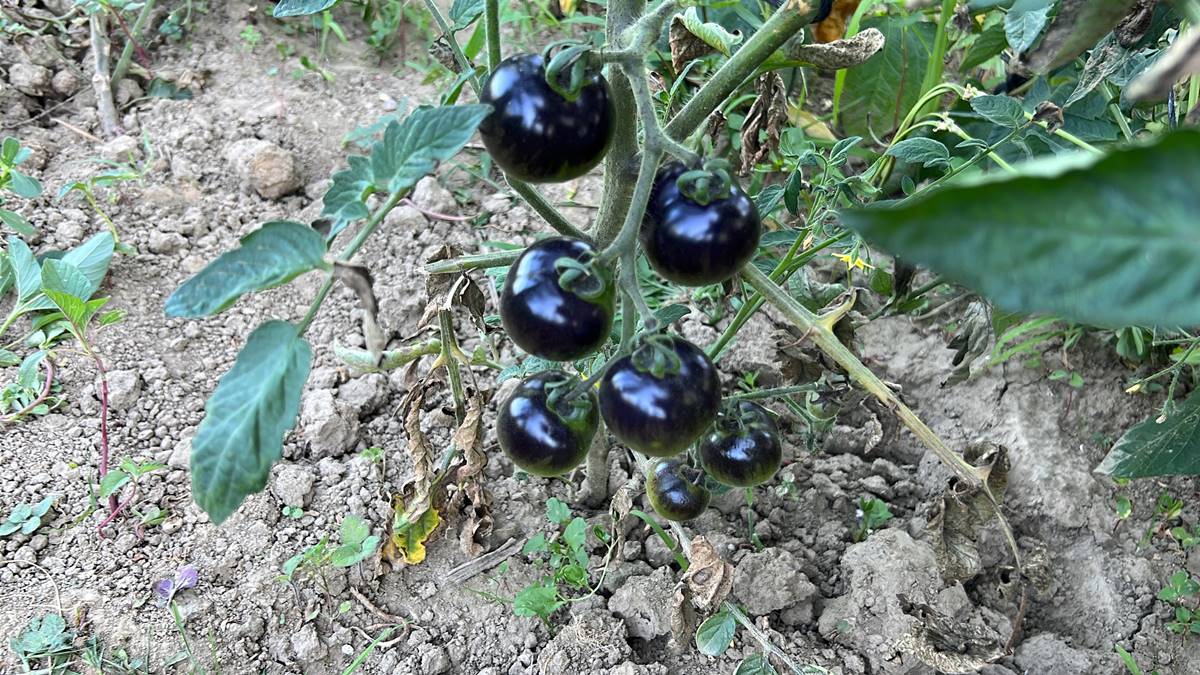 siyah-domatesin-faydalari-nelerdir-3