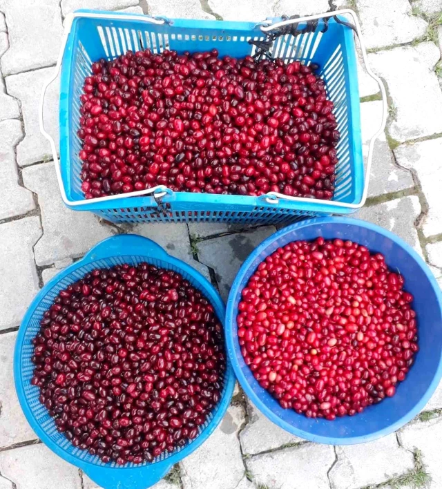 hisarcik-ta-kizilcik-uretimi-dustu-fiyatlar-i-3-16336747-o