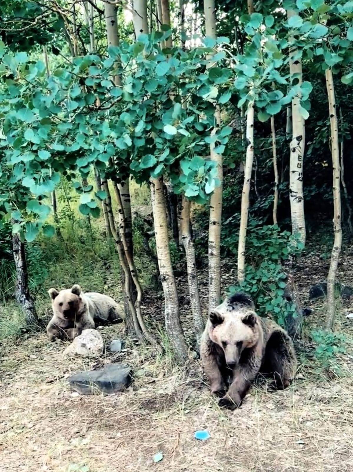 ayi-saldirisi-videosu