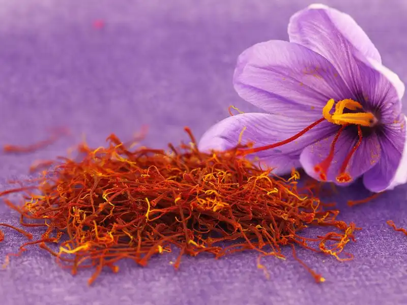 gercek-ve-sahte-safran-arasindaki-fark-nasil-anlasilir-741b3ee0-b5b9-411a-b4ef-930cdf30da53