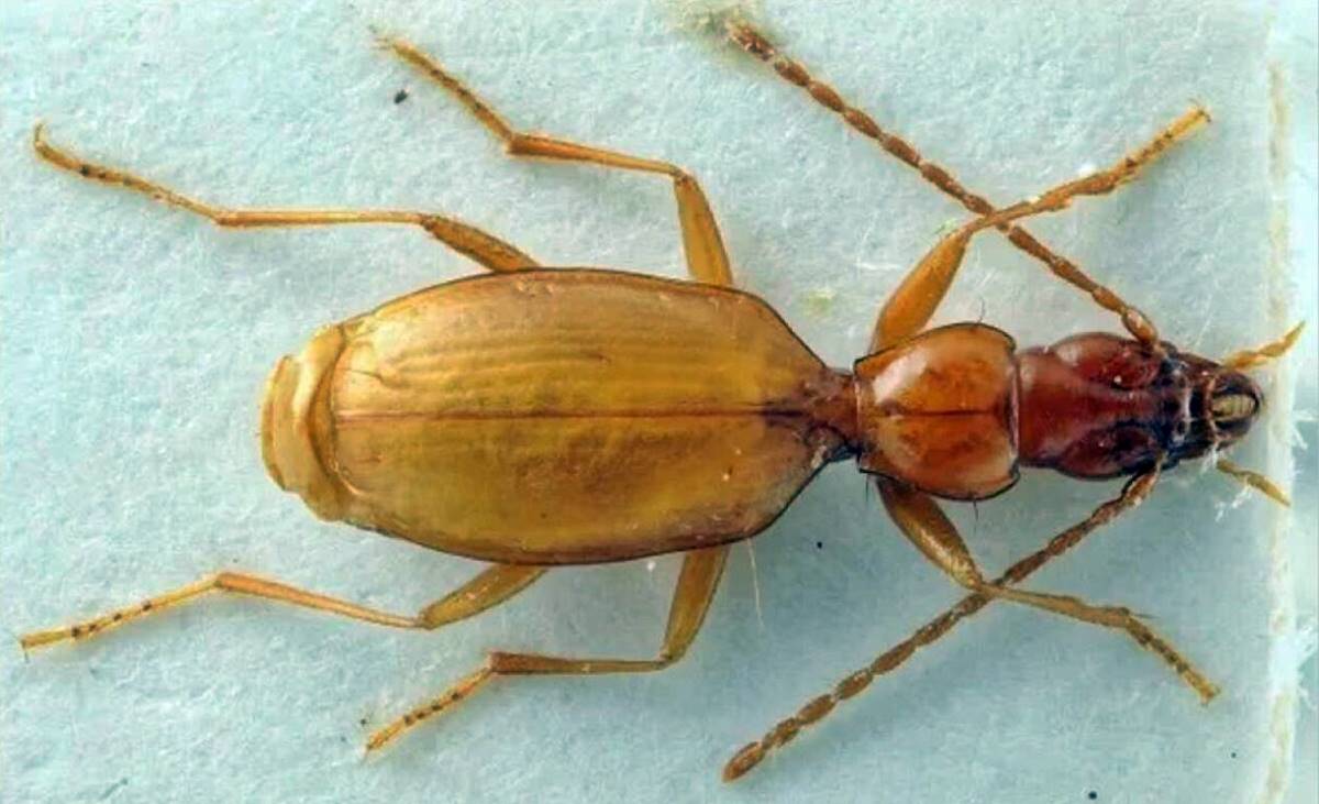 hitler-bocegi-nerede-var-1