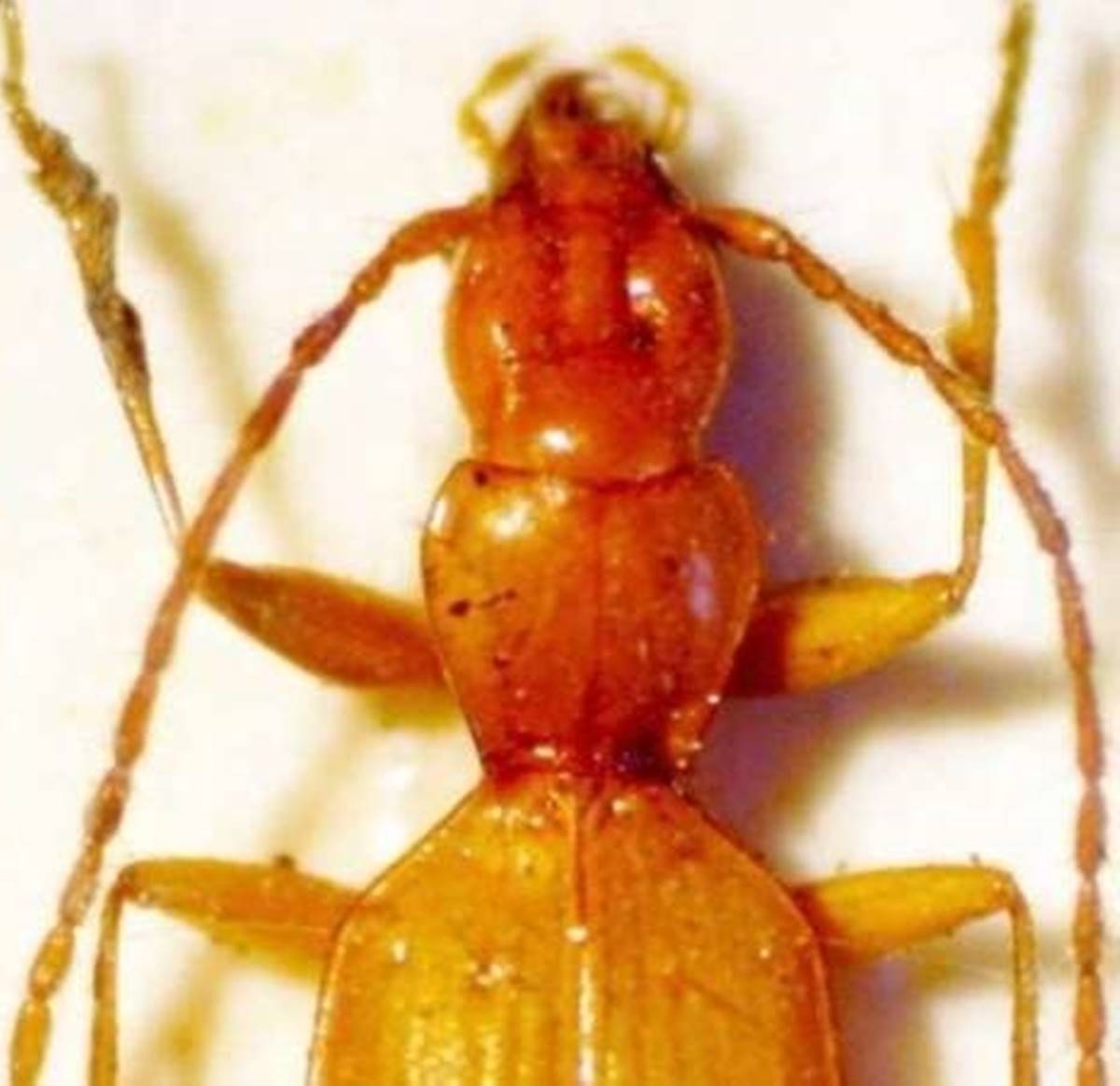 hitler-bocegi-nerede-var-1