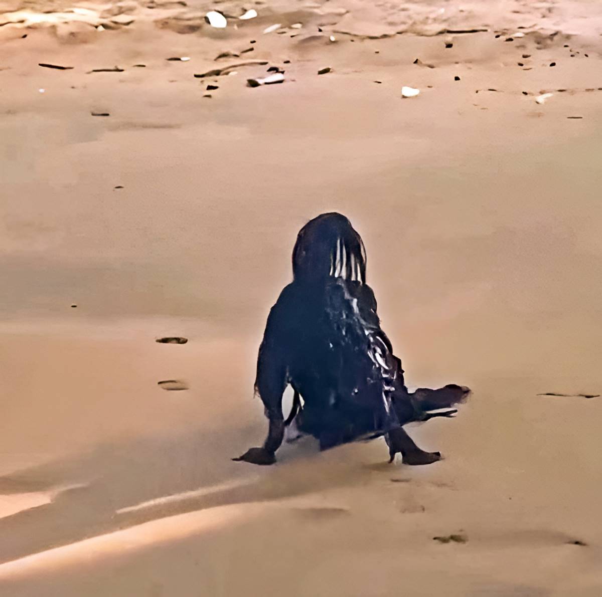 plajda-yaratik-goruntulendi-2