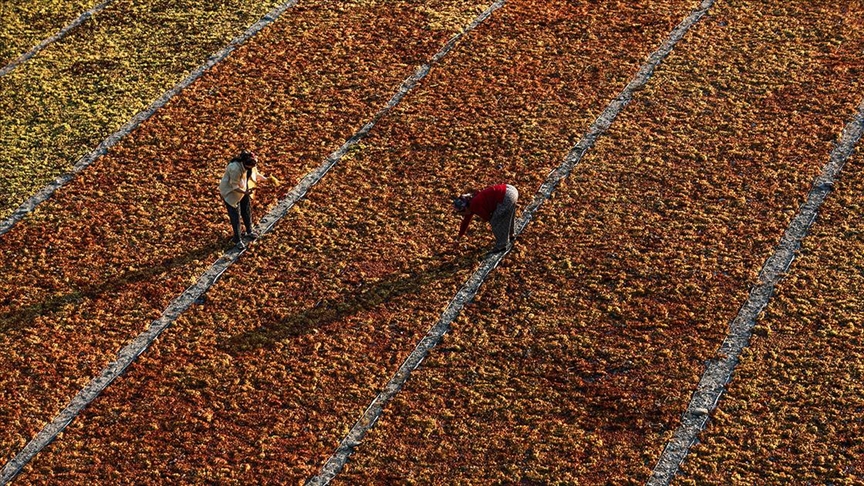 thumbs-b-c-7adfc0e9828cfcad74fc2b80743aebbb