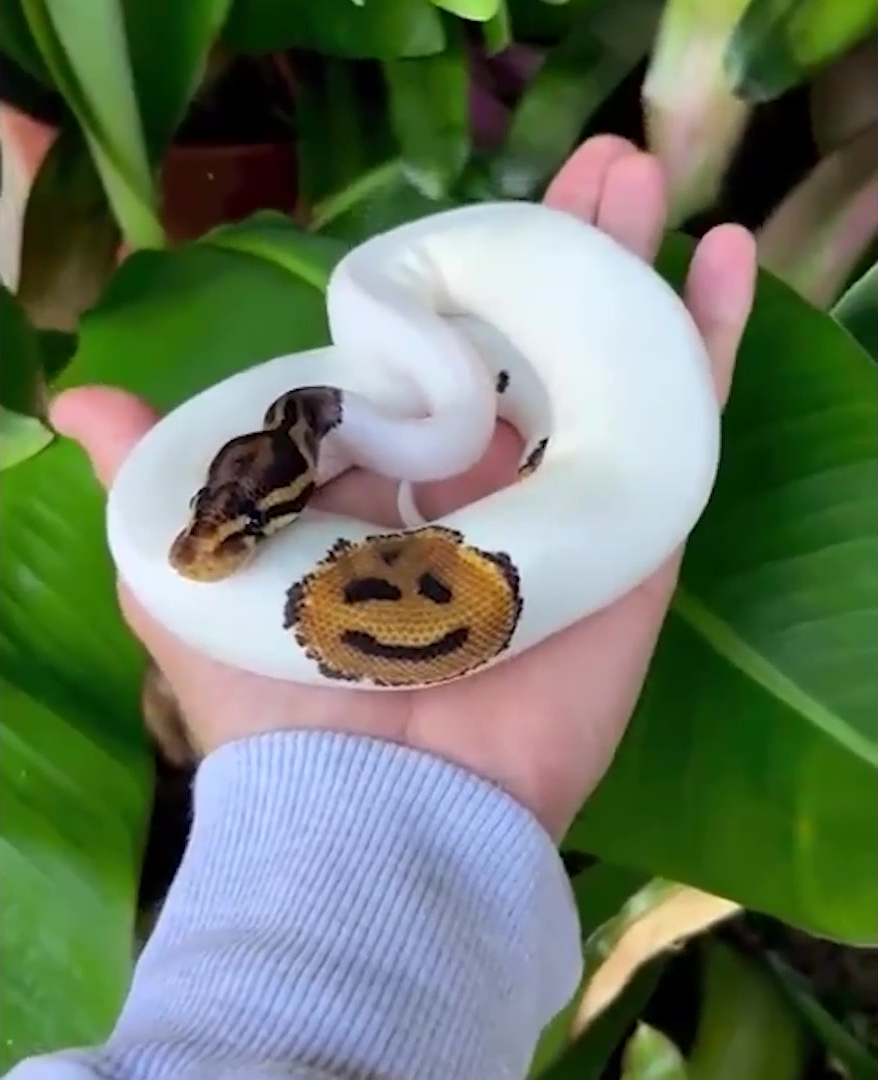 derisinde-gulen-yuz-olan-yilan-1