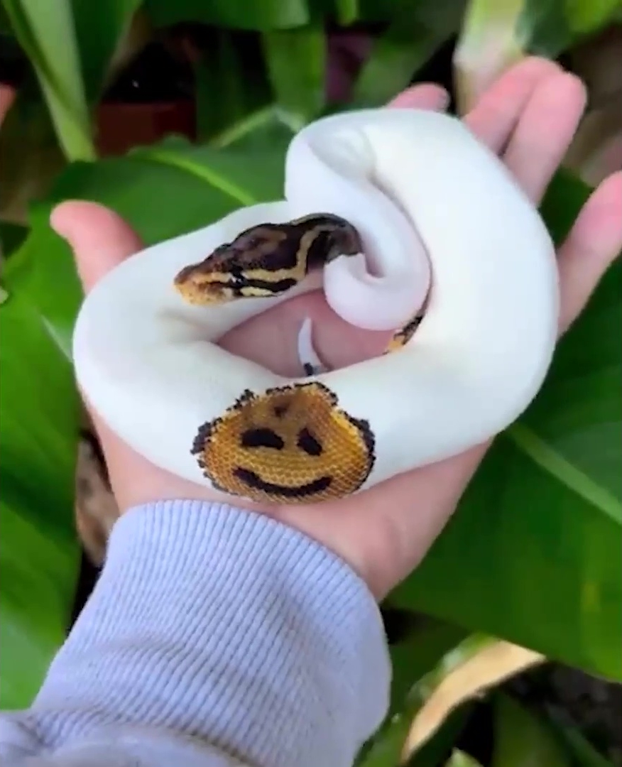 derisinde-gulen-yuz-olan-yilan-2