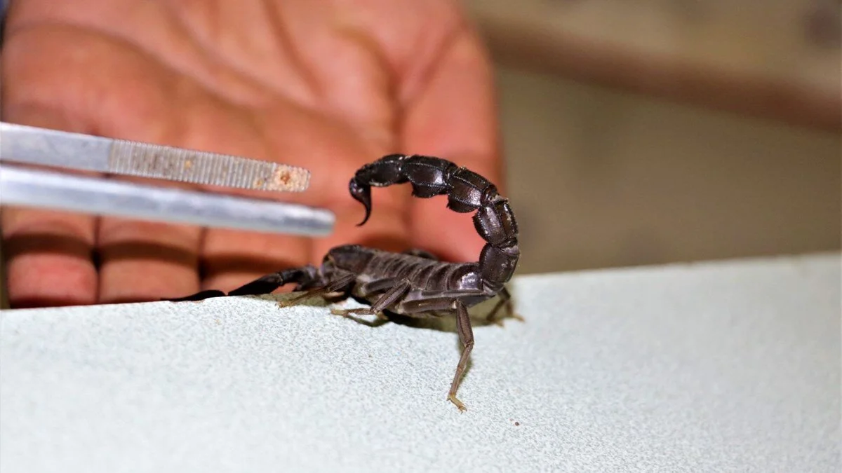 4qixxc1t4u6v5jmqunjfpw