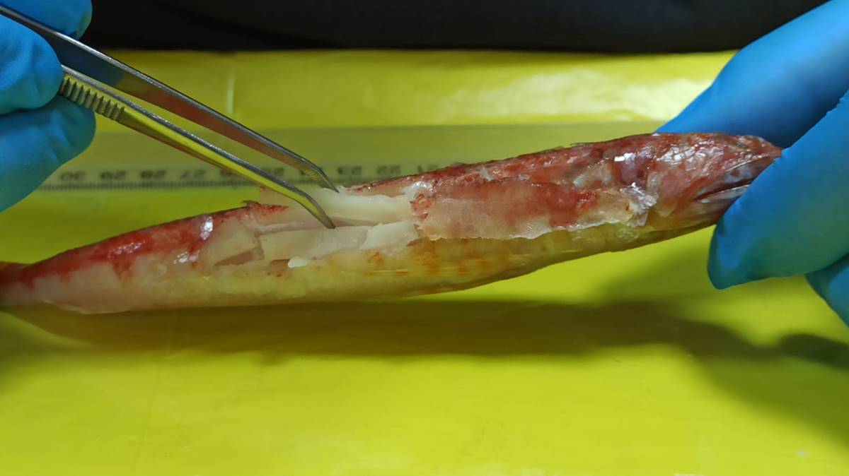 kizildenizde-yasayan-balik-turu-ilk-kez-akdenizde-goruldu-1