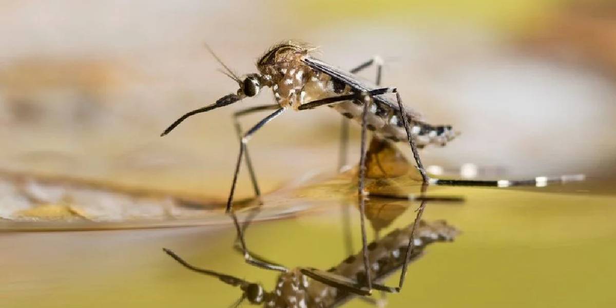 o-kucuk-canavari-gorudugunuz-yerde-oldurun-yoksa