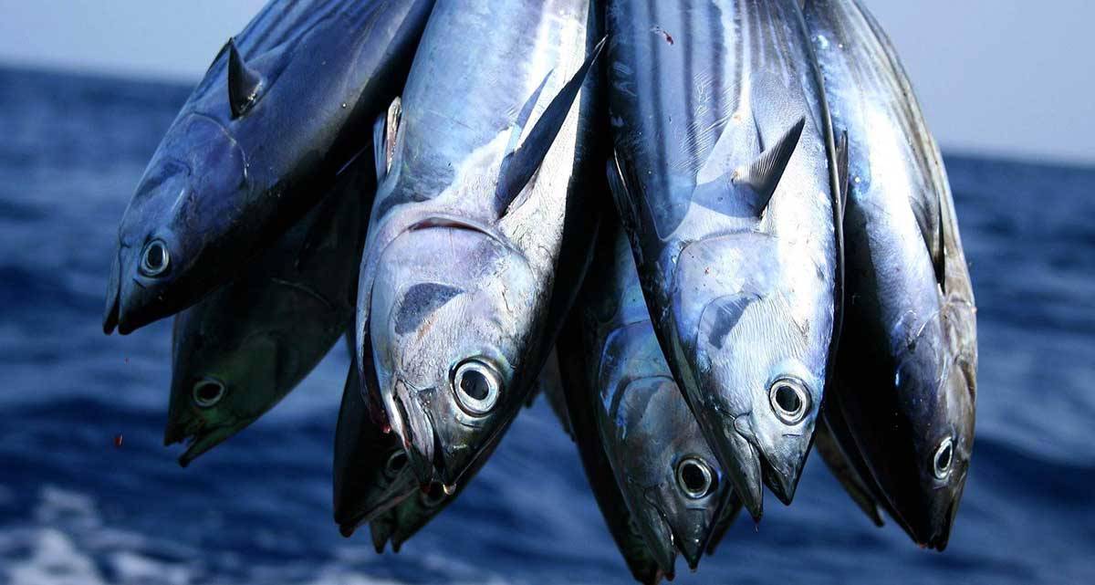 palamut-baligi-nasil-yenir