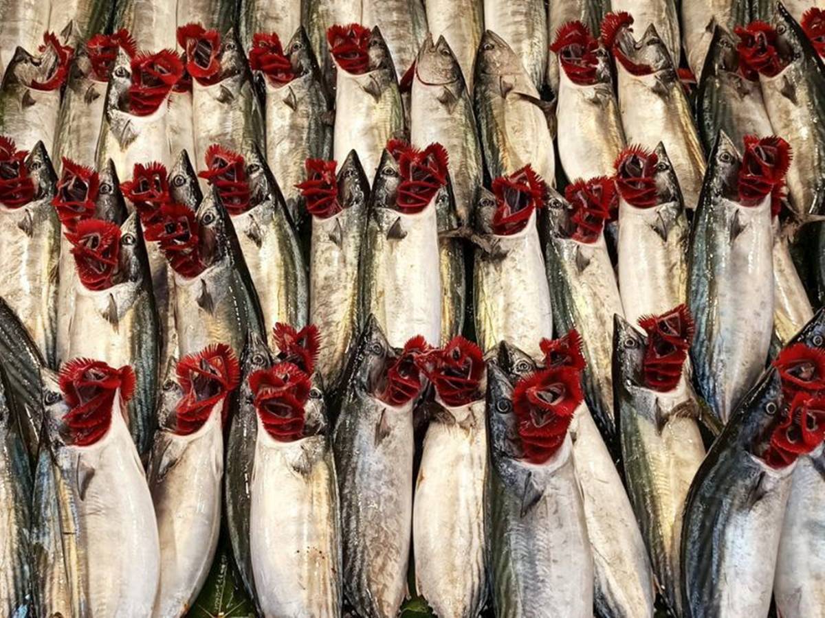 palamut-baliginin-faydalari-nelerdir