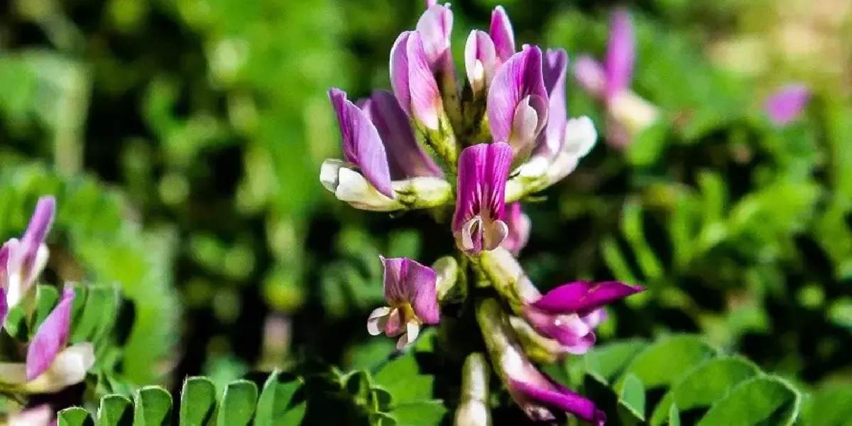 tum-dunyanin-gozu-bartinda-1