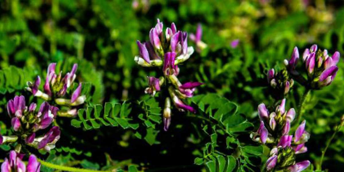 tum-dunyanin-gozu-bartinda