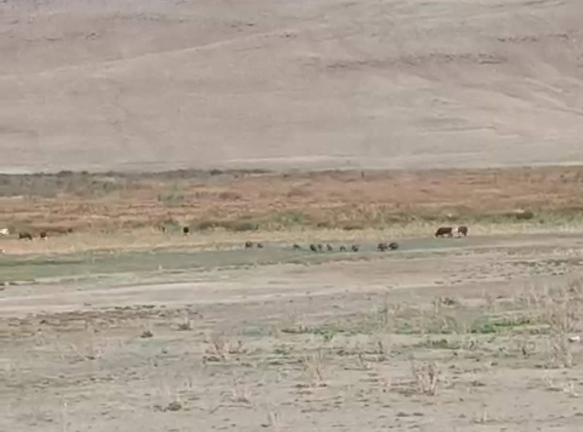 ac-kalan-domuz-surusu-mahalleye-indi-1