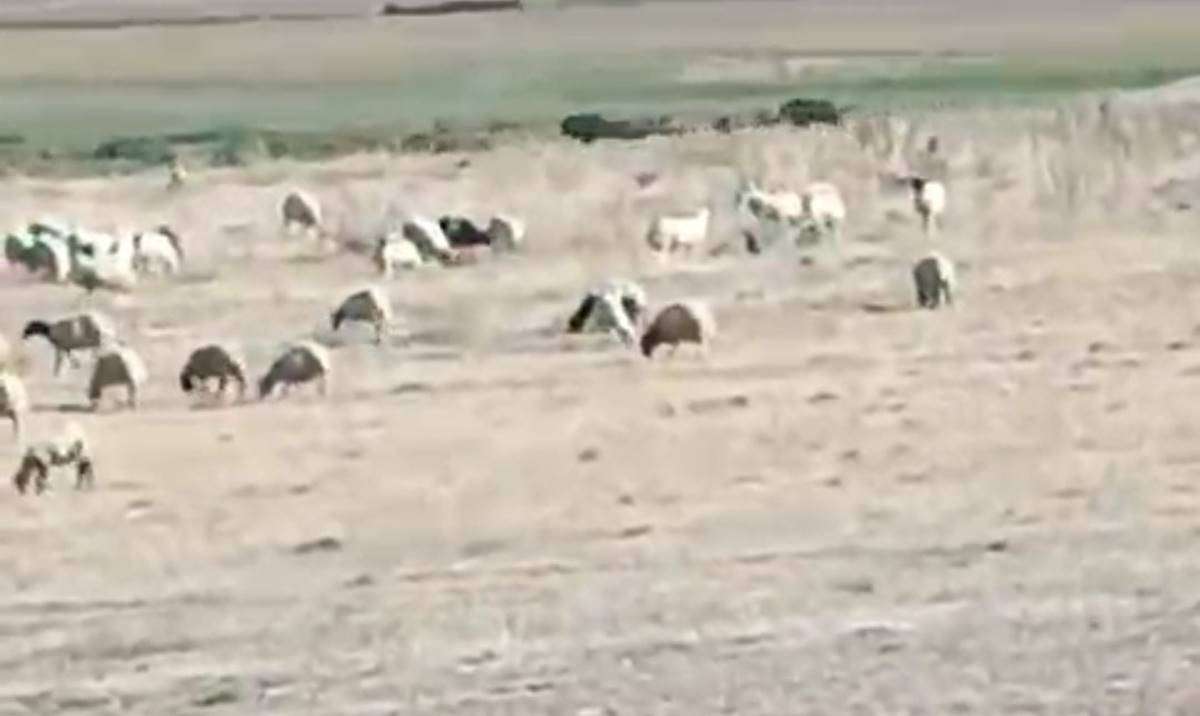 ac-kalan-domuz-surusu-mahalleye-indi-2