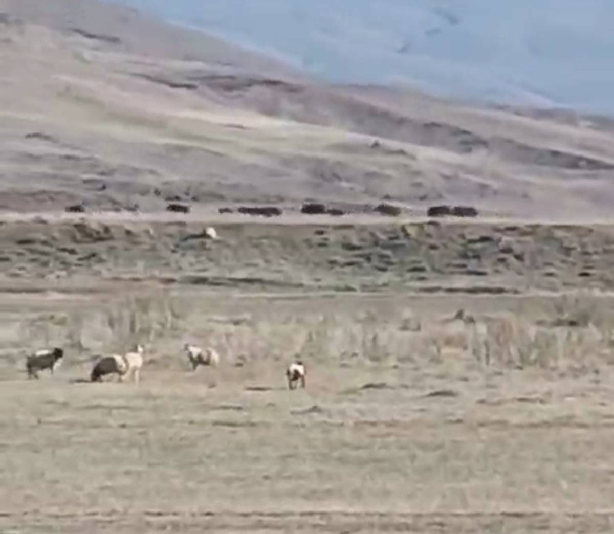 ac-kalan-domuz-surusu-mahalleye-indi-3