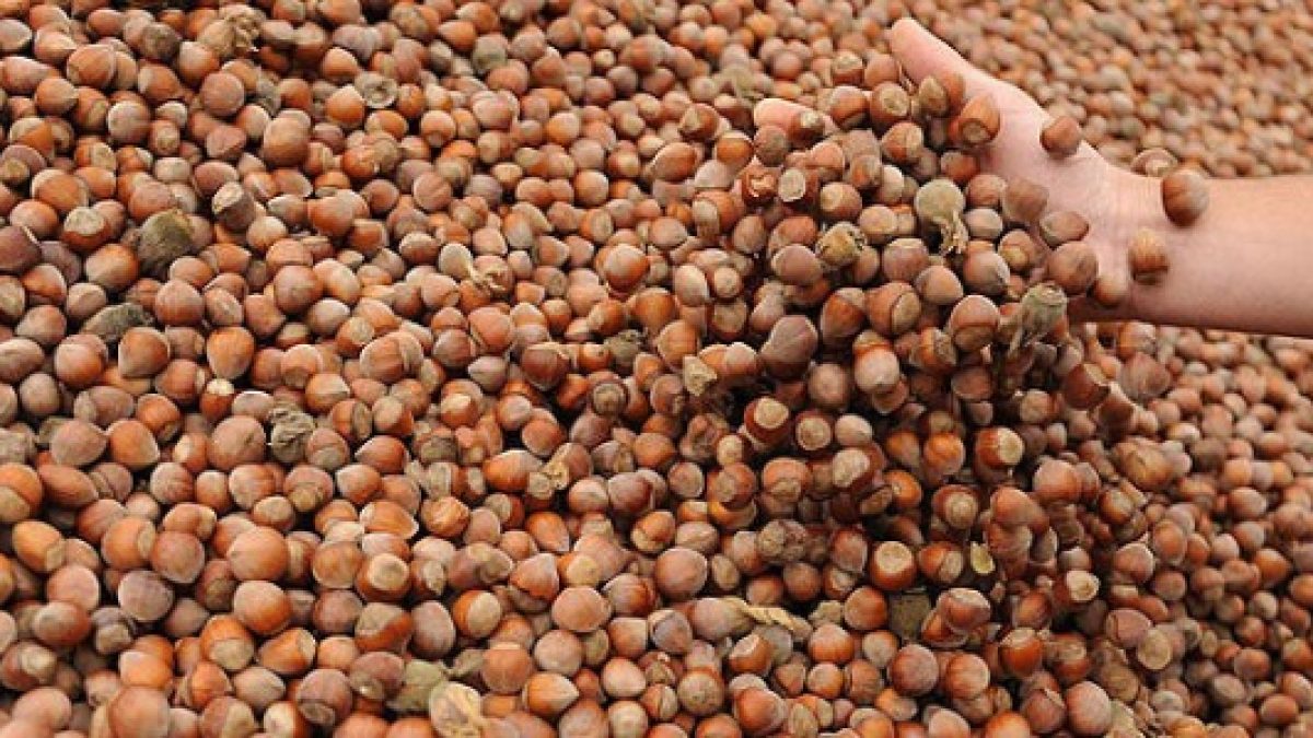 turkiyedeki-dusuk-findik-uretimi-alman-cikolatasini-vurdu-h28720-1200x675