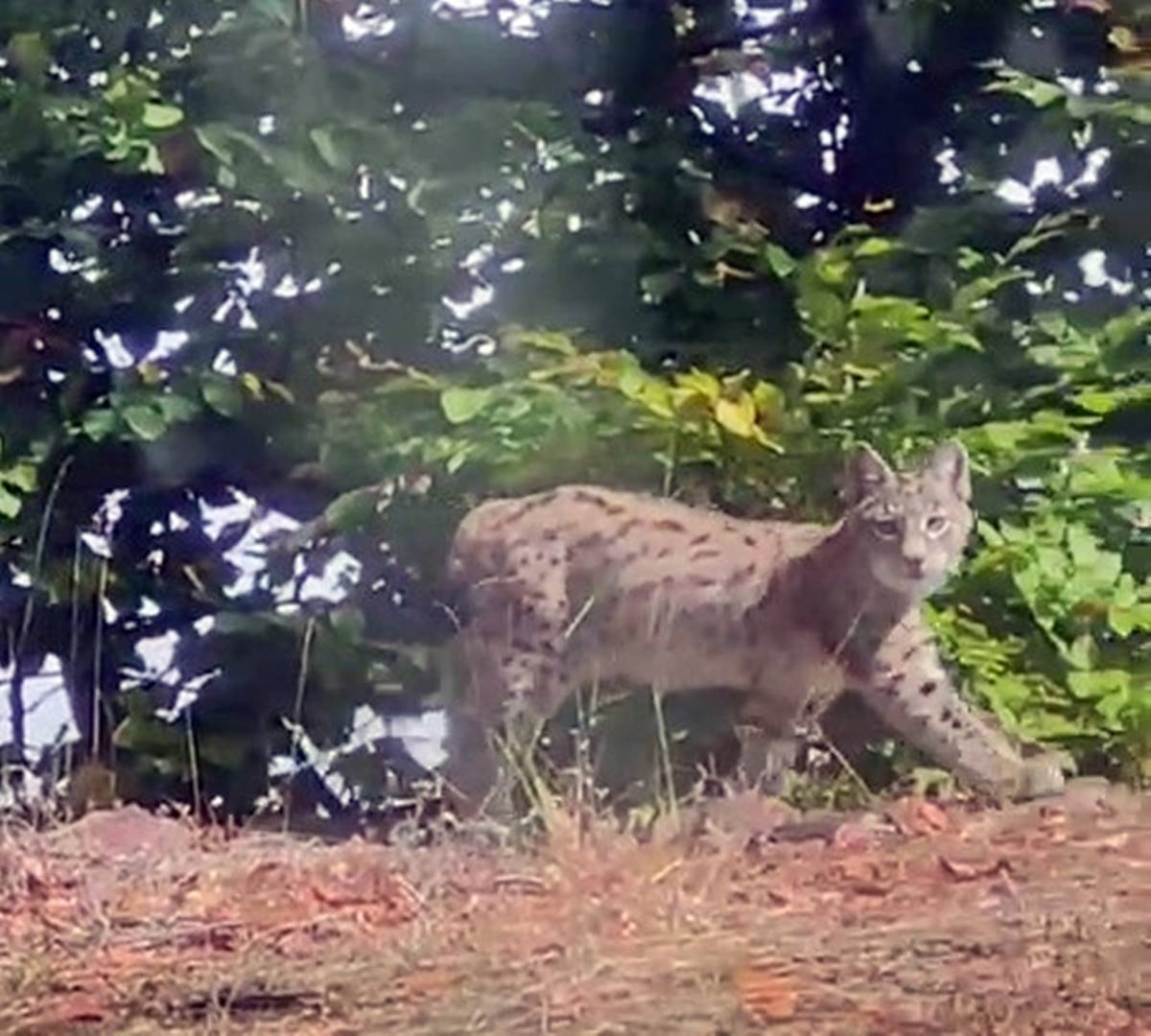 nesli-tukenme-tehlikesinde-olan-vasak-goruntulendi-1
